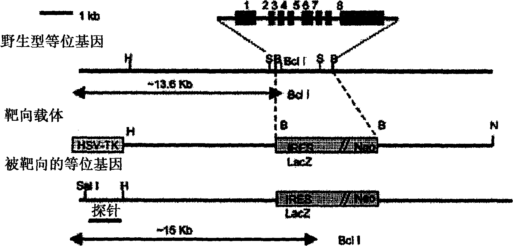 Agent containing VDUP1 protein or its encoding gene for differentiating hemopoietic stem cell into natural killer cell, and method for differentiating hemopoietic stem cell into natural killer cell by