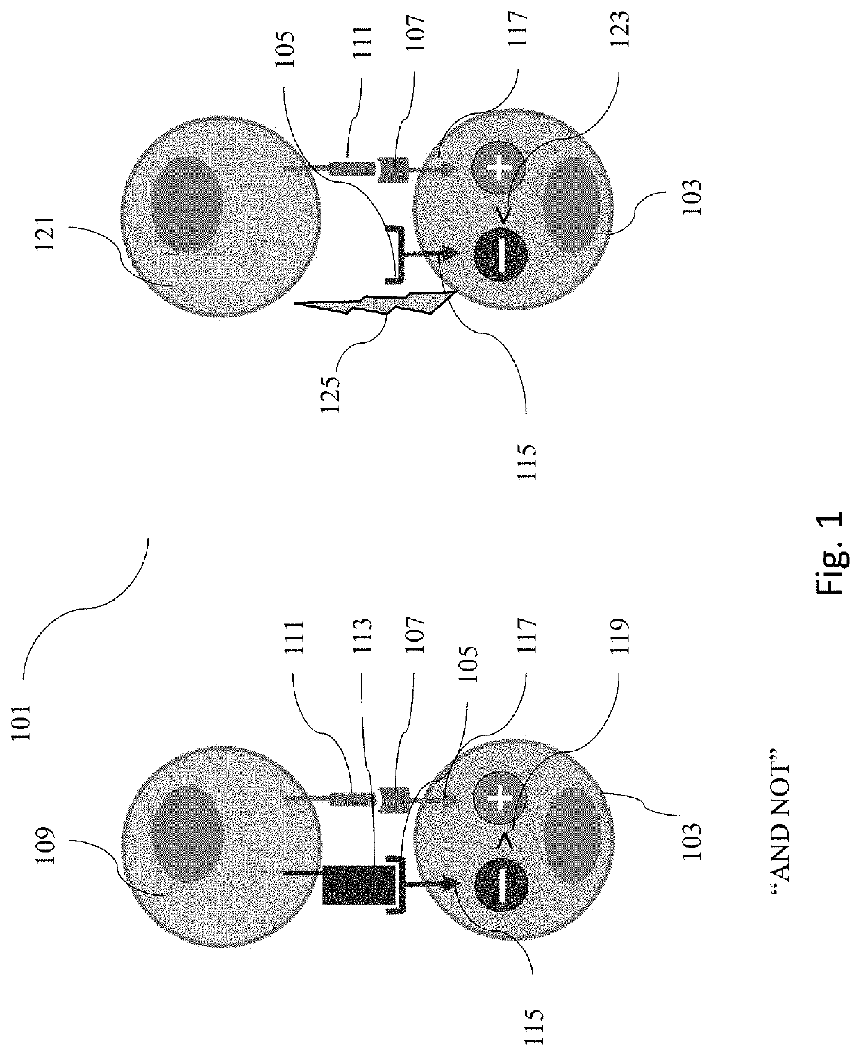 Engineered immune cells with micro-clusters