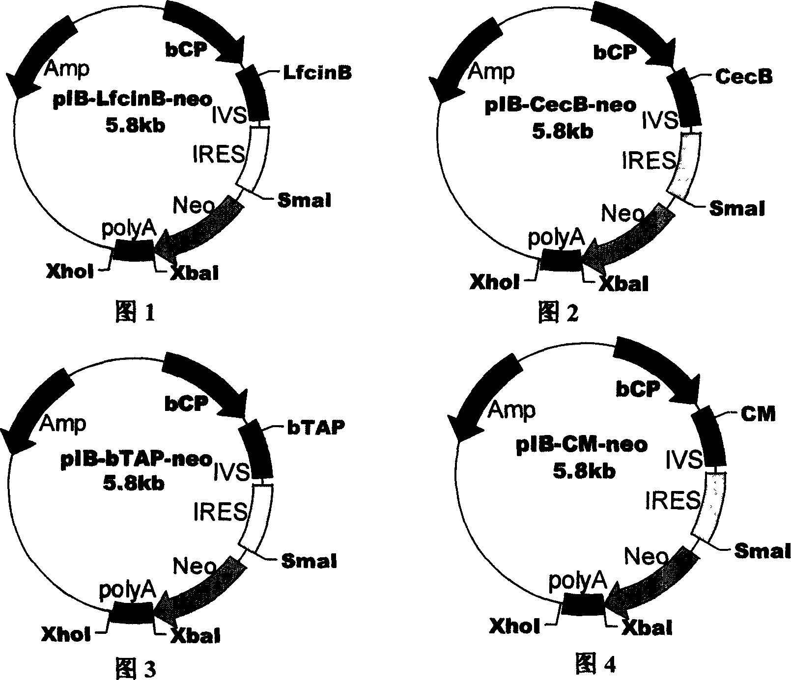 Garget-resistant milk cow breeding method