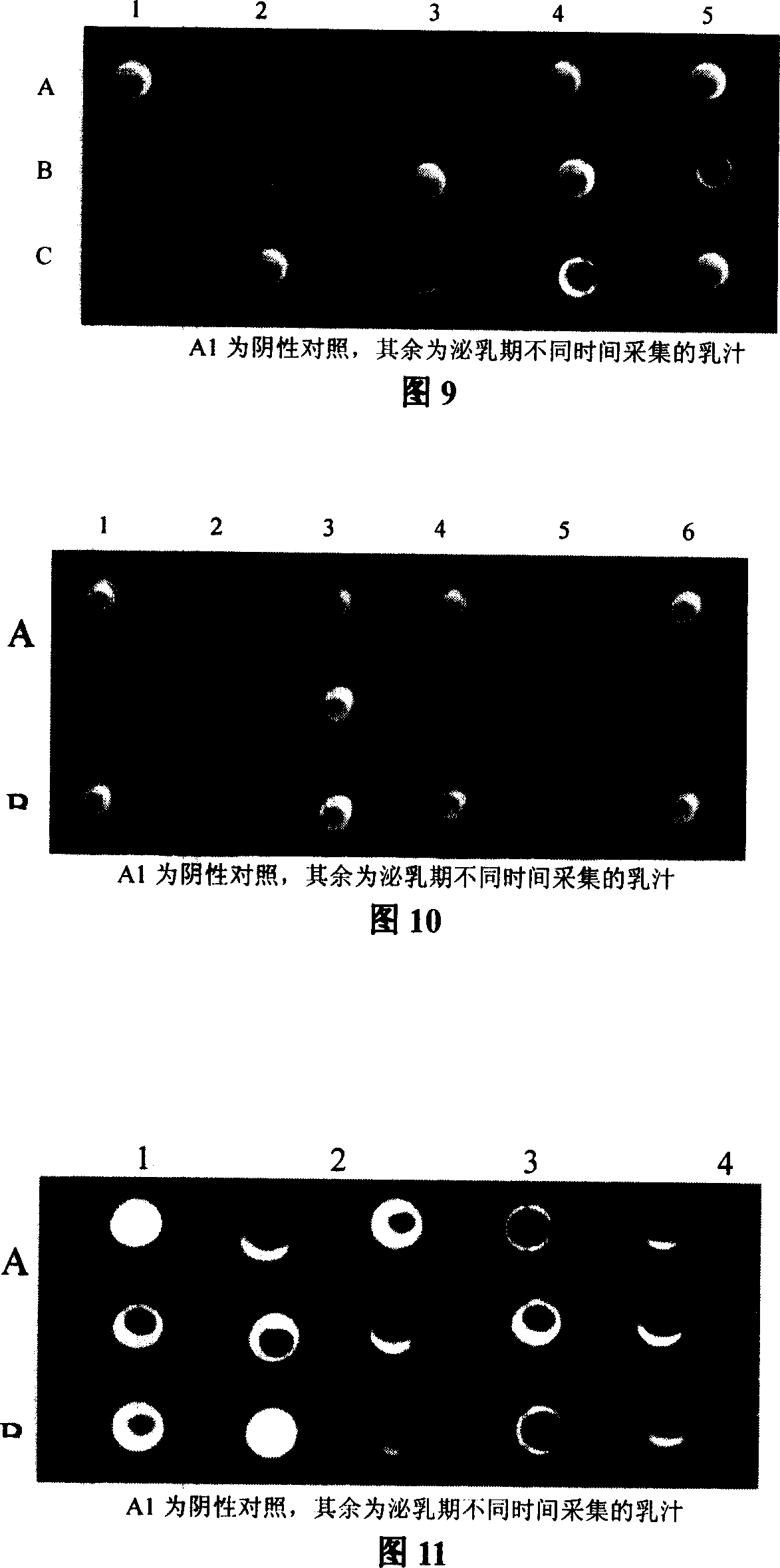 Garget-resistant milk cow breeding method