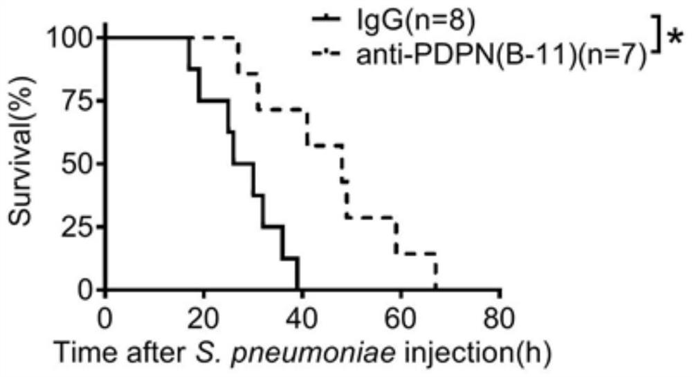 Application of SCGB3A2-PDPN-RhoA signal channel as drug target for inhibiting lung inflammatory factor storm