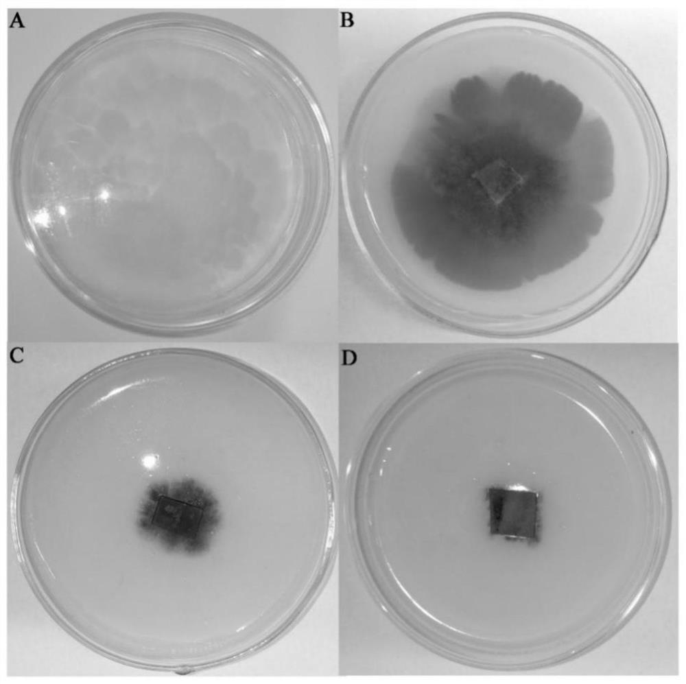 High tellurite tolerant bacterium-mediated synthesized biological tellurium nano-particles and antibacterial application of high tellurite tolerant bacterium-mediated synthesized biological tellurium nano-particles