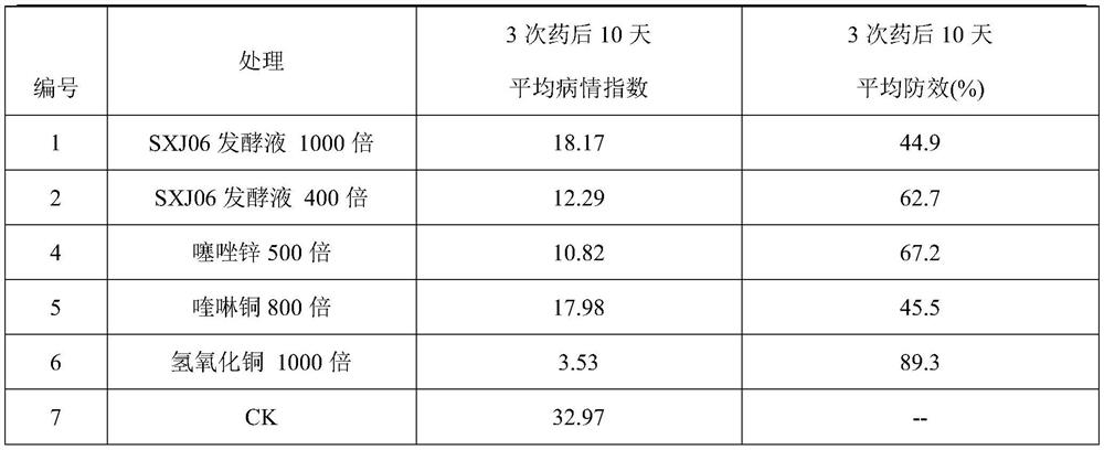 Application of deep-sea actinomycetes biological preparation in the preparation of drugs for the prevention of citrus canker disease