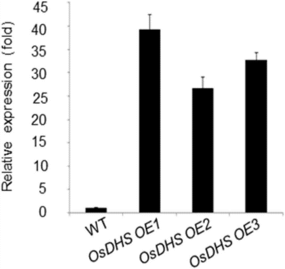 Rice RING finge family E3 ubiquitin ligase OsDHS gene as well as encoding protein and application thereof