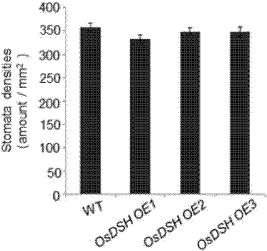 Rice RING finge family E3 ubiquitin ligase OsDHS gene as well as encoding protein and application thereof