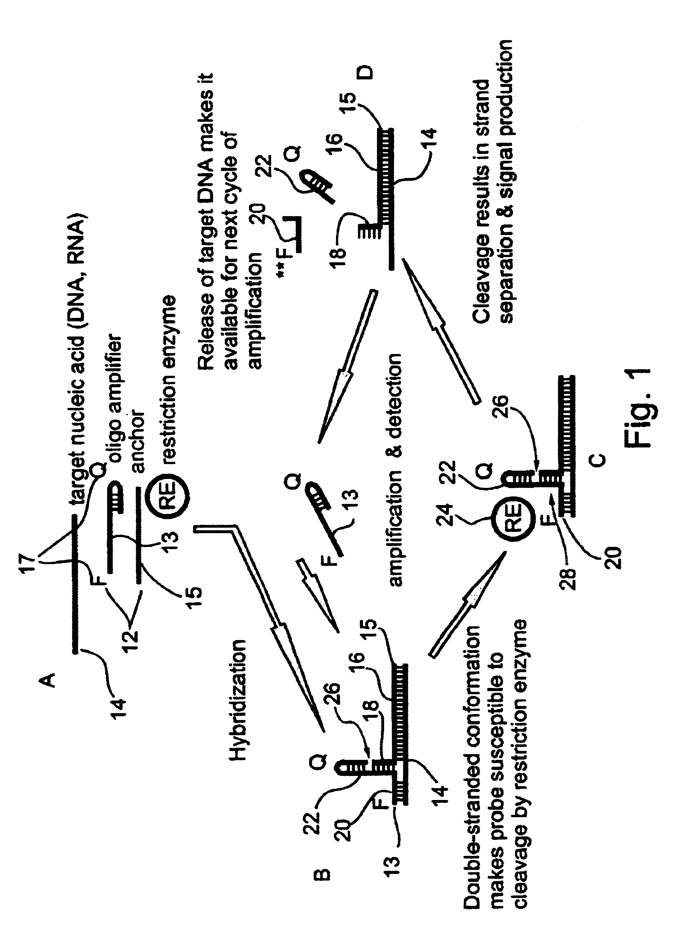 Oligonucleotides and assemblies thereof useful in the detection of the presence or absence of target nucleic acid sequences in a sample