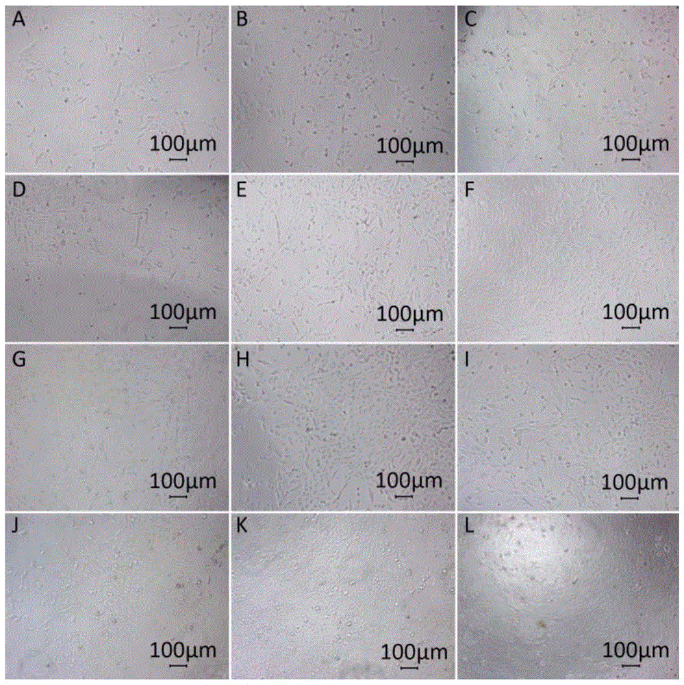 Extraction process and application of grifolan