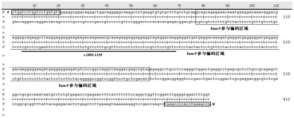 Reagent and method for detecting ninth exon mutation of CALR gene