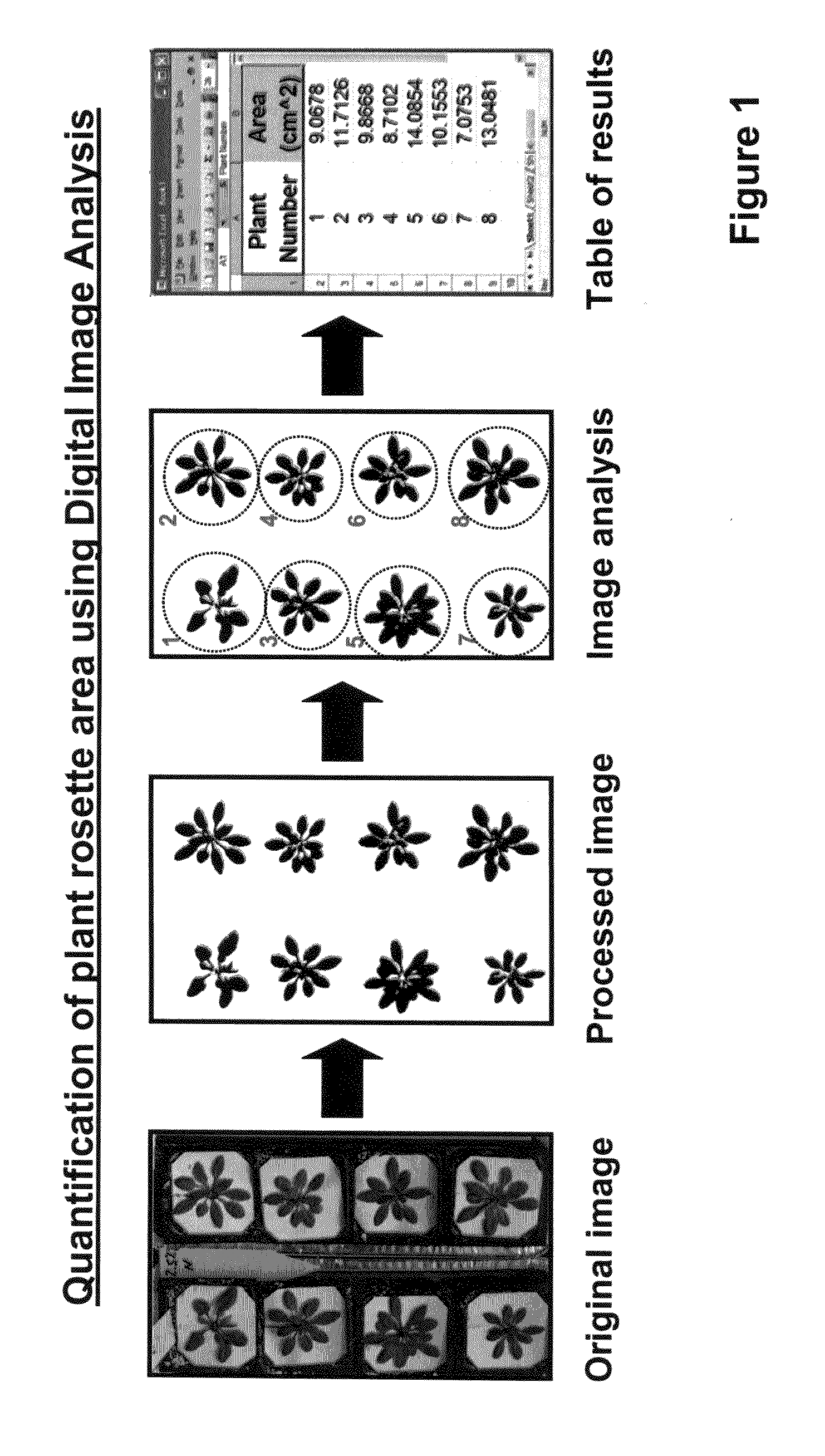 Methods of increasing abiotic stress tolerance and/or biomass in plants and plants generated thereby