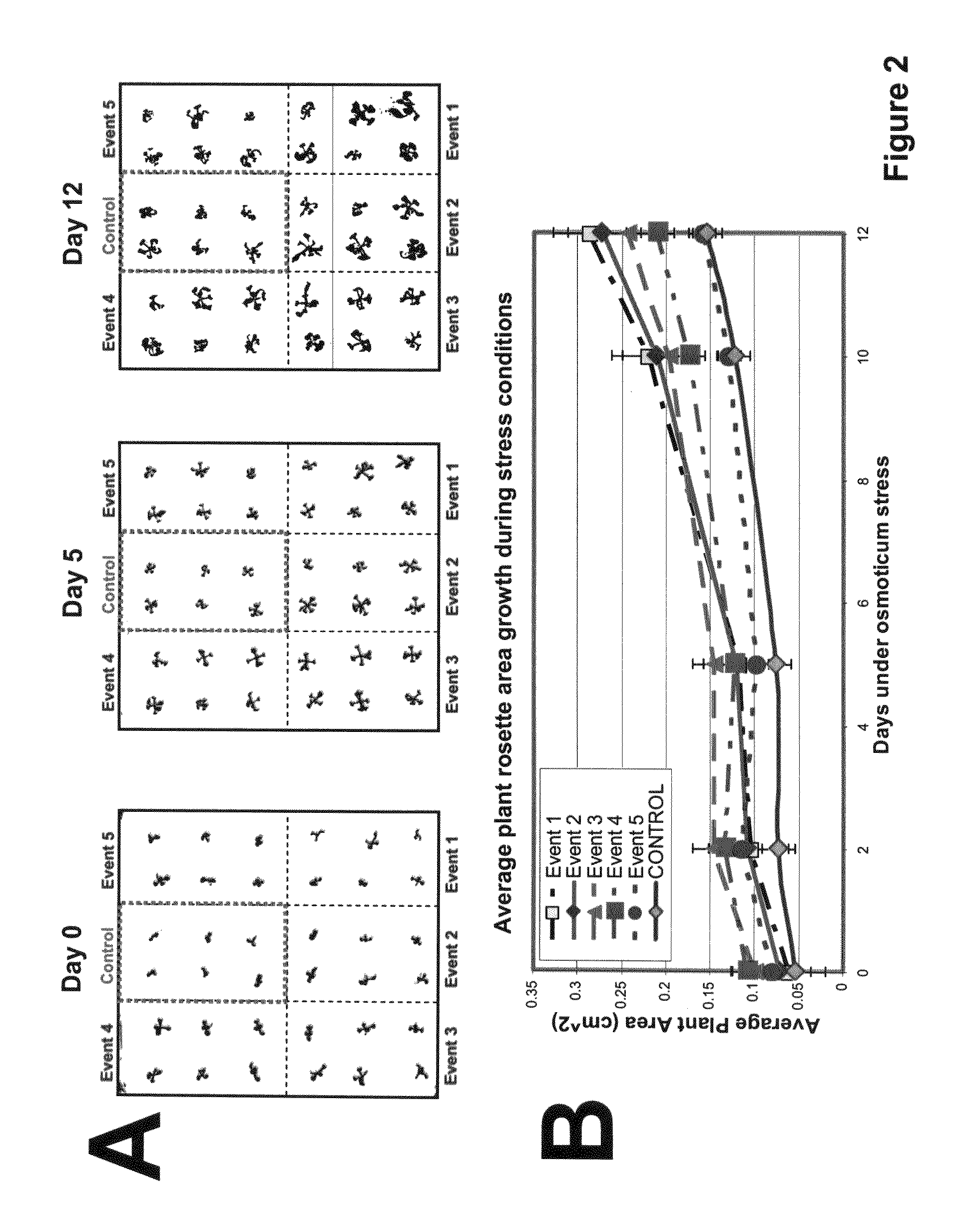 Methods of increasing abiotic stress tolerance and/or biomass in plants and plants generated thereby