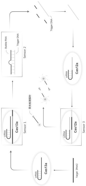 A kind of CRISPR cascade nucleic acid detection system and its detection method and application