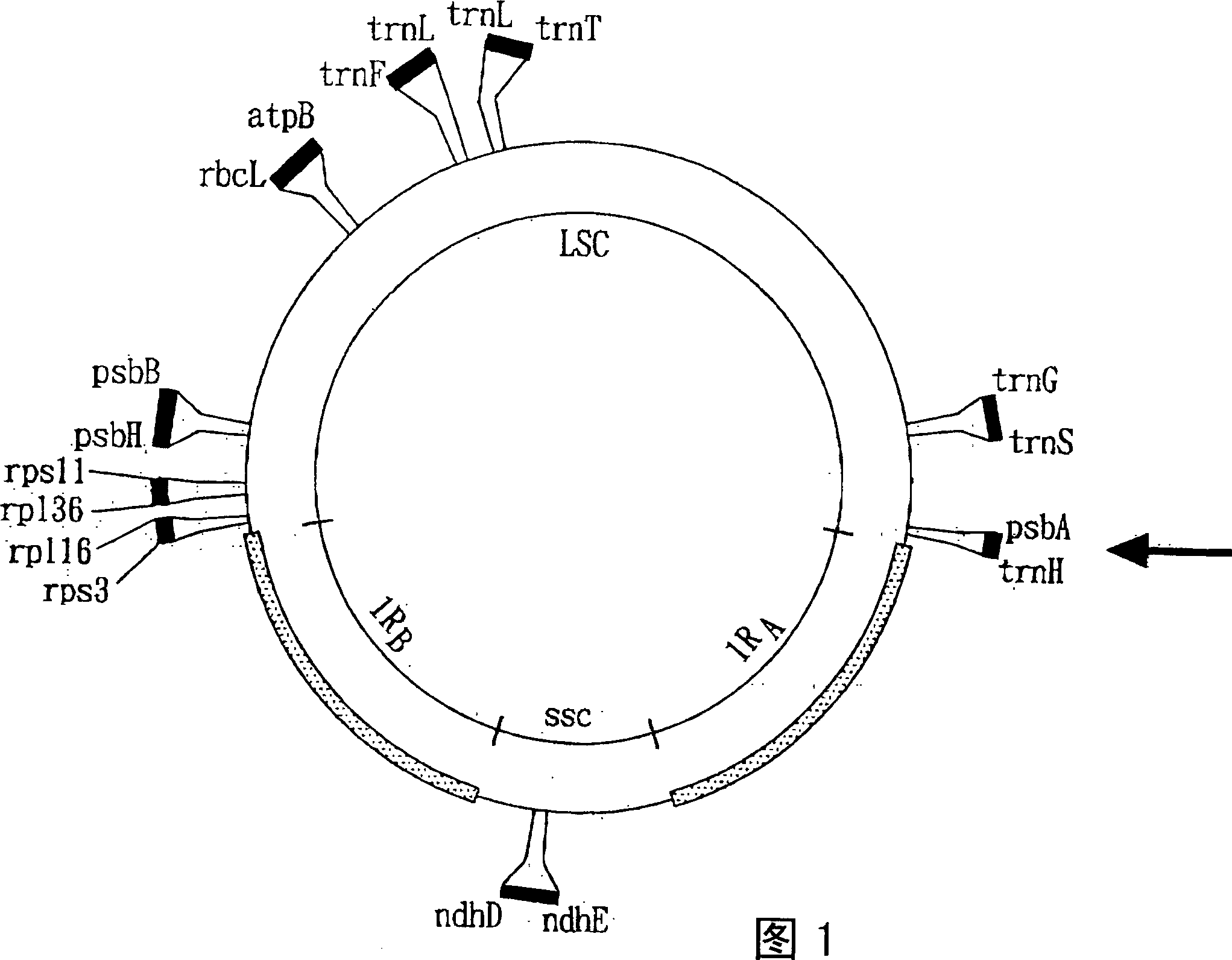 Identifying and comparing method for plant medicinal material