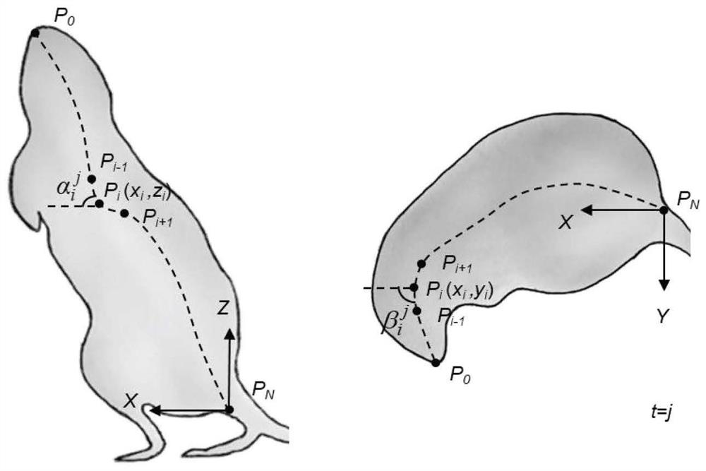 Method and system for determining degree of freedom of spine of robotic mouse