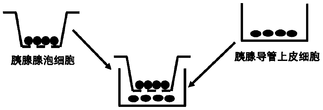 Construction method of pancreatic duct epithelial cell and pancreatic acinar cell co-culture system for simulating in vivo microenvironment