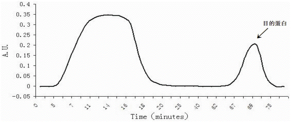 A kind of separation method of yak stomach lysozyme