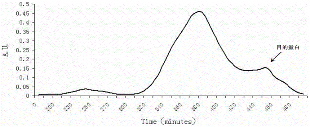 A kind of separation method of yak stomach lysozyme