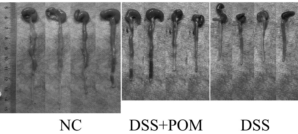 Application of molybdenum-based polyoxometallate cluster in treatment of inflammatory diseases