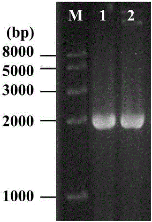 Penicillin-binding protein Bt-pbp2X and application thereof