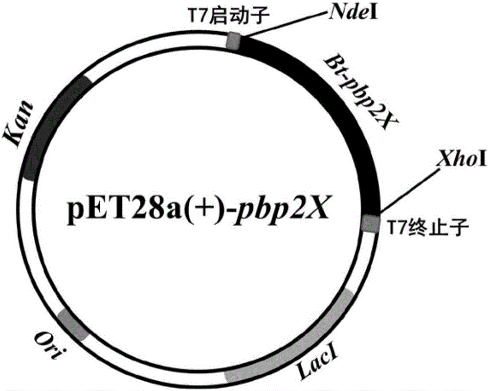 Penicillin-binding protein Bt-pbp2X and application thereof