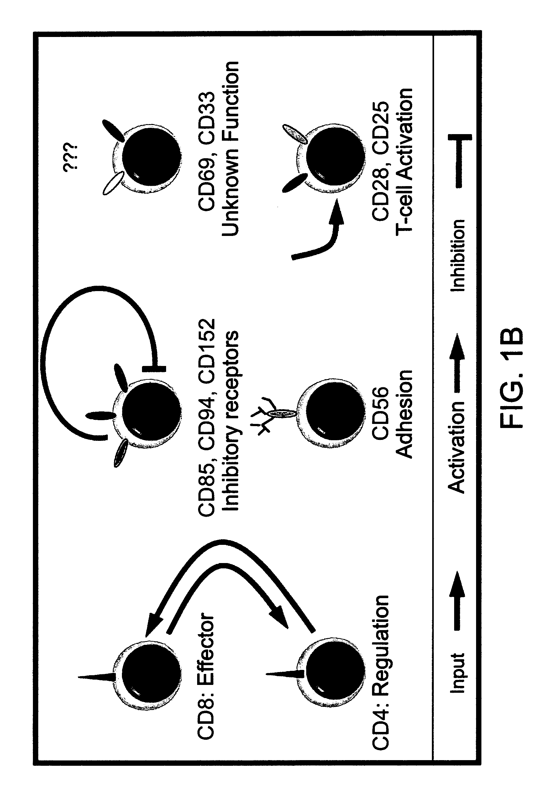 T cell subpopulations capable of treating cancer