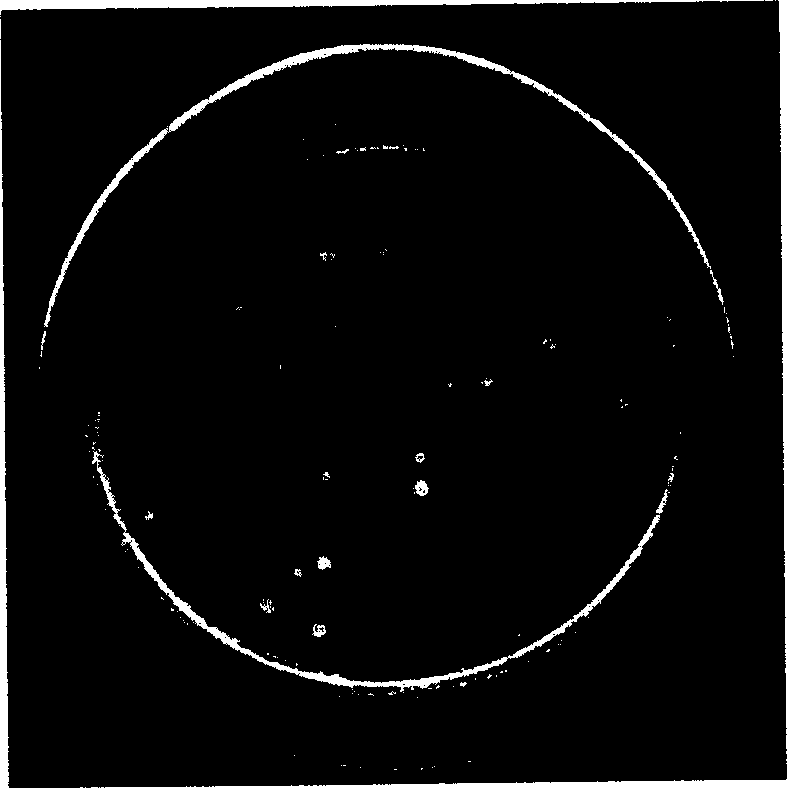 Staphylococcus xylosus I2 strain, composite ferment produced thereby and the use of ferment in meat ware