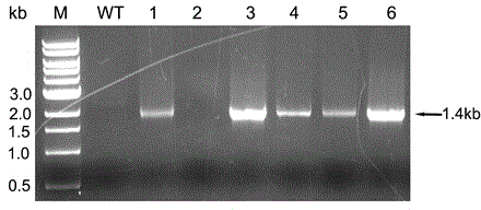 Recombinant glucose-fructose oxidoreductase and fungal expression vector as well as fungal insecticide thereof