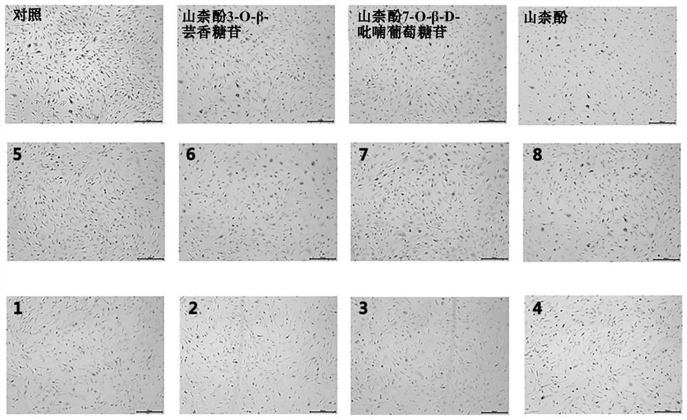 Skin protection composition comprising kaempferol glycoside compound