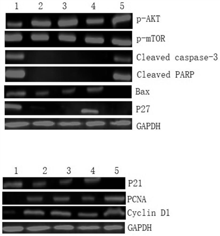 Method for constructing DC vaccine modified by Ad-NK4