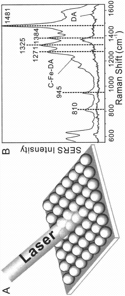 Dopamine detection method based on surface enhanced resonance Raman spectrum