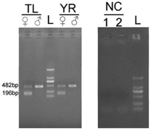 Primer set, site and method for sex identification of soft-shelled soft-shelled turtle