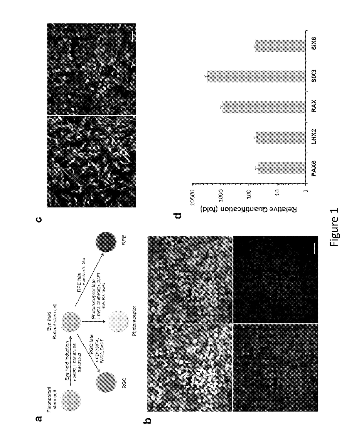 Methods of mammalian retinal stem cell production and applications