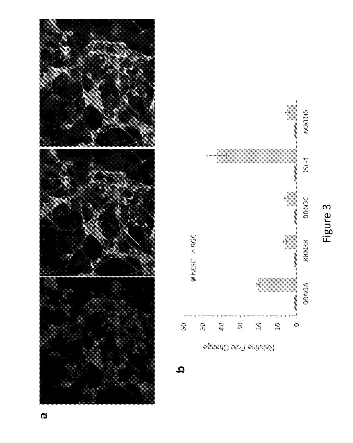 Methods of mammalian retinal stem cell production and applications