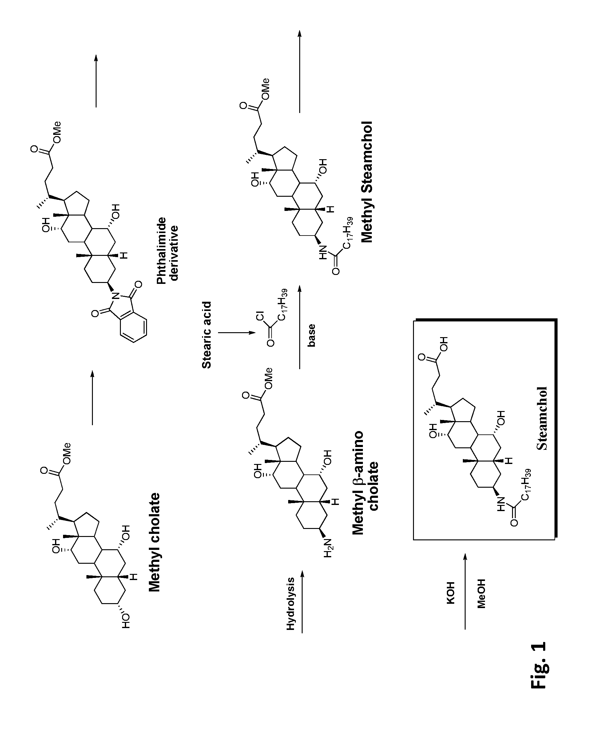 Anti-aging compositions comprising bile acid-fatty acid conjugates