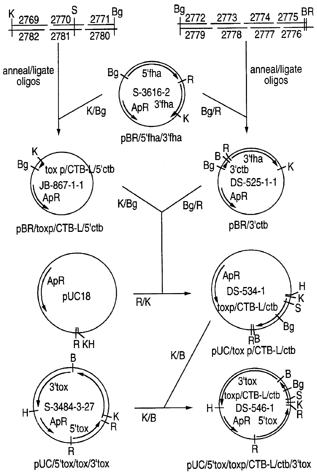 Expression of gene products from genetically manipulated strains of bordetella