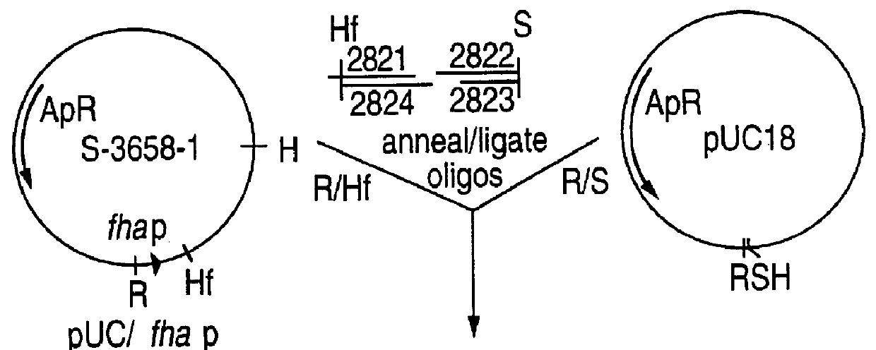 Expression of gene products from genetically manipulated strains of bordetella