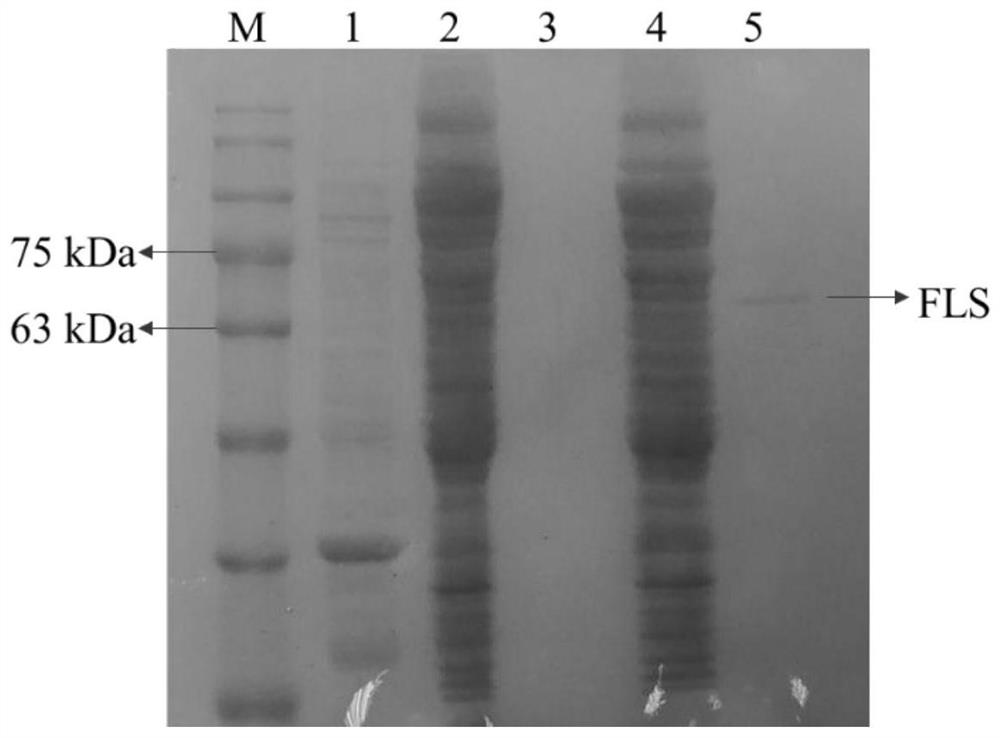 Glycanase and application thereof in biosynthesis of ligustrazine