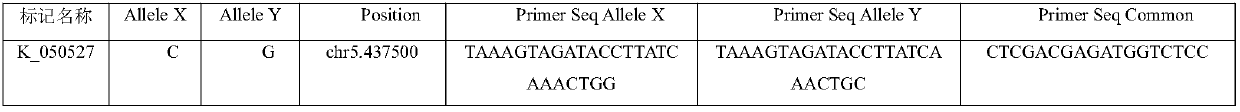 SNP marker developing and application of rice bacterial blight resistance gene xa5