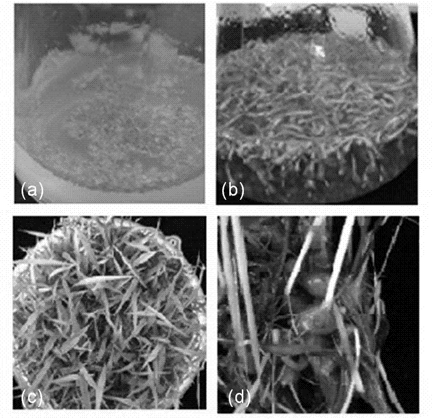 Method for culturing bletilla striata seedling by virtue of intermittent immersion type bioreactor