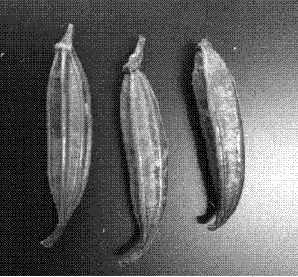 Method for culturing bletilla striata seedling by virtue of intermittent immersion type bioreactor