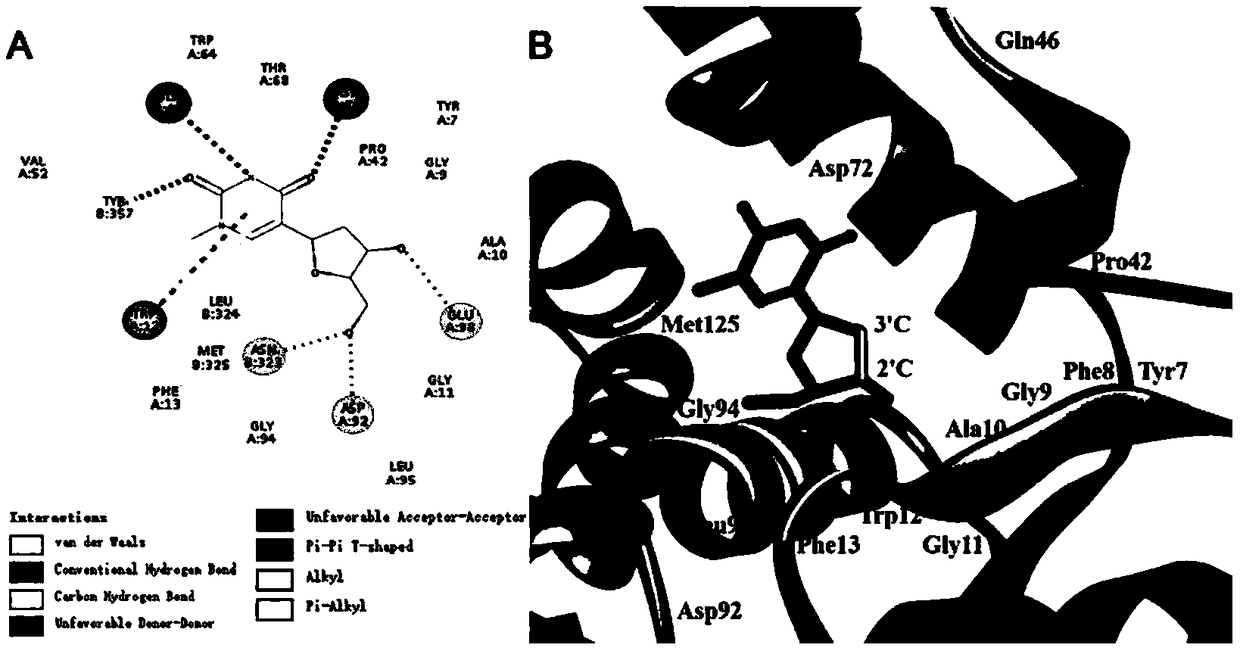 Directed evolution and biocatalytic application of N-deoxyribosyltransferase II