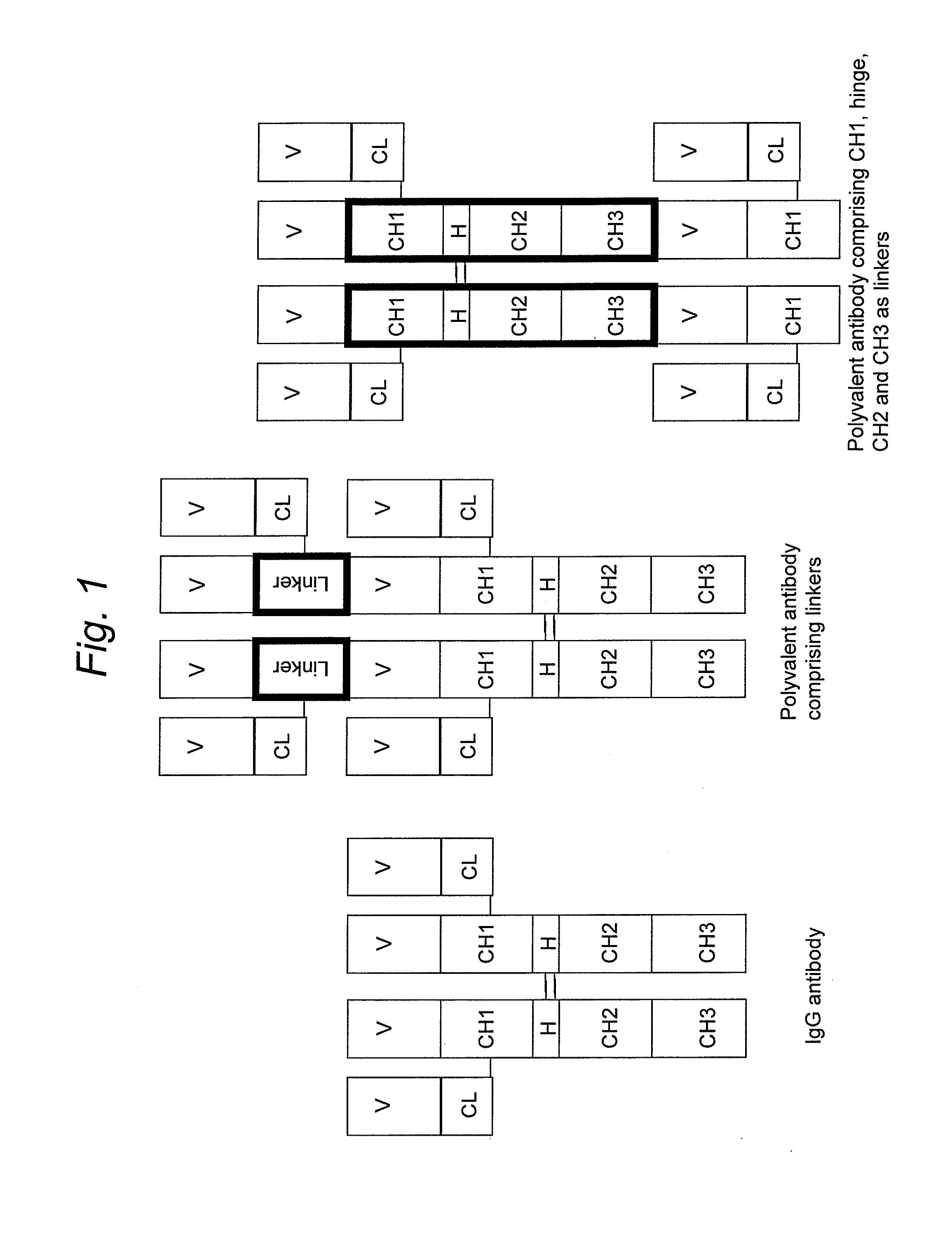 Stable multivalent antibody