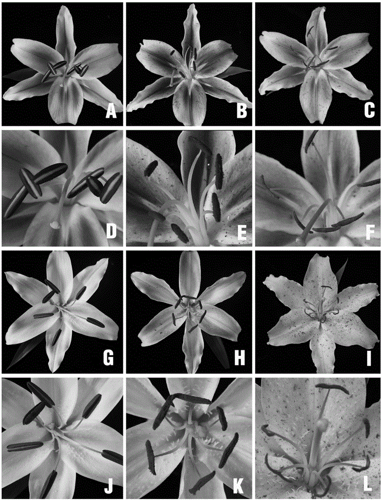 Systematic evaluation method of lily resource powder characteristics and application thereof