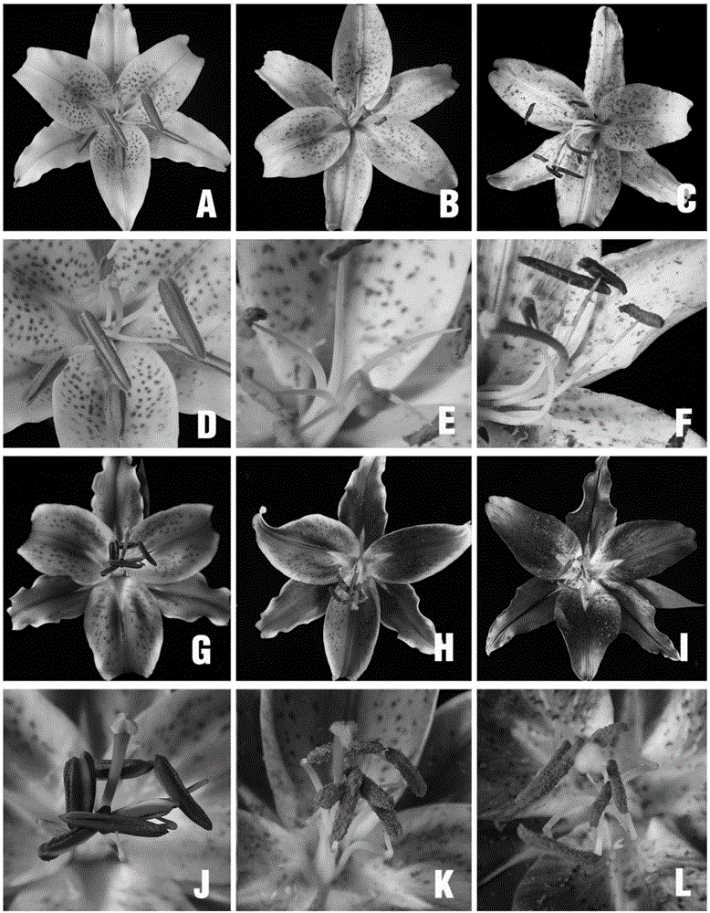 Systematic evaluation method of lily resource powder characteristics and application thereof