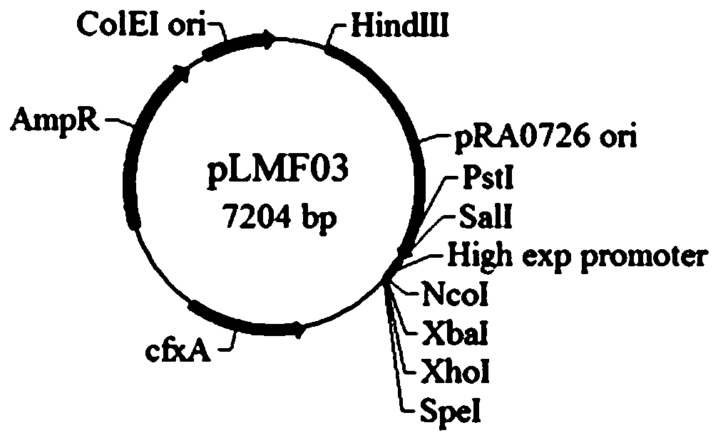 A method for rapidly complementing the deleted gene of Riemerella anatipestifer