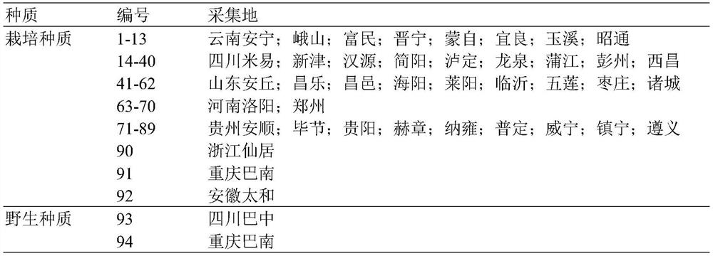 SSR marker for identifying germplasm of prunus pauciflora, application and identifying method