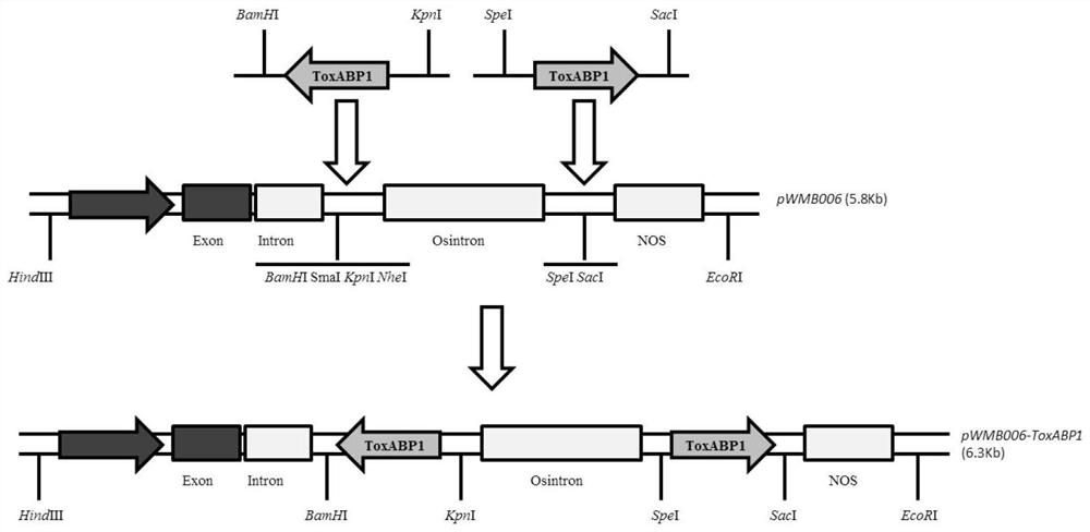 A chloroplast positioning gene toxabp1-v and its application