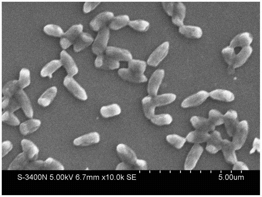 A kind of pantoea degrading organic phosphorus and inorganic phosphorus and its application