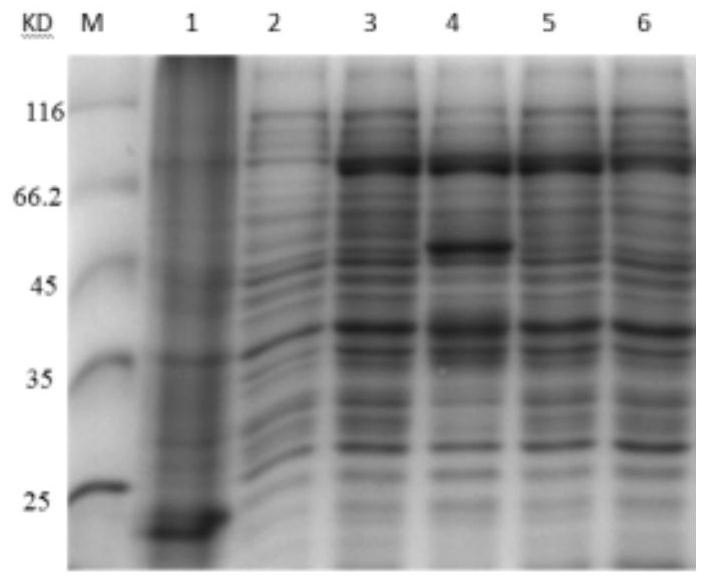 Recombinant human TSG6-IFN alpha fusion protein, preparation method thereof and application of recombinant human TSG6-IFN alpha fusion protein as antiviral drug