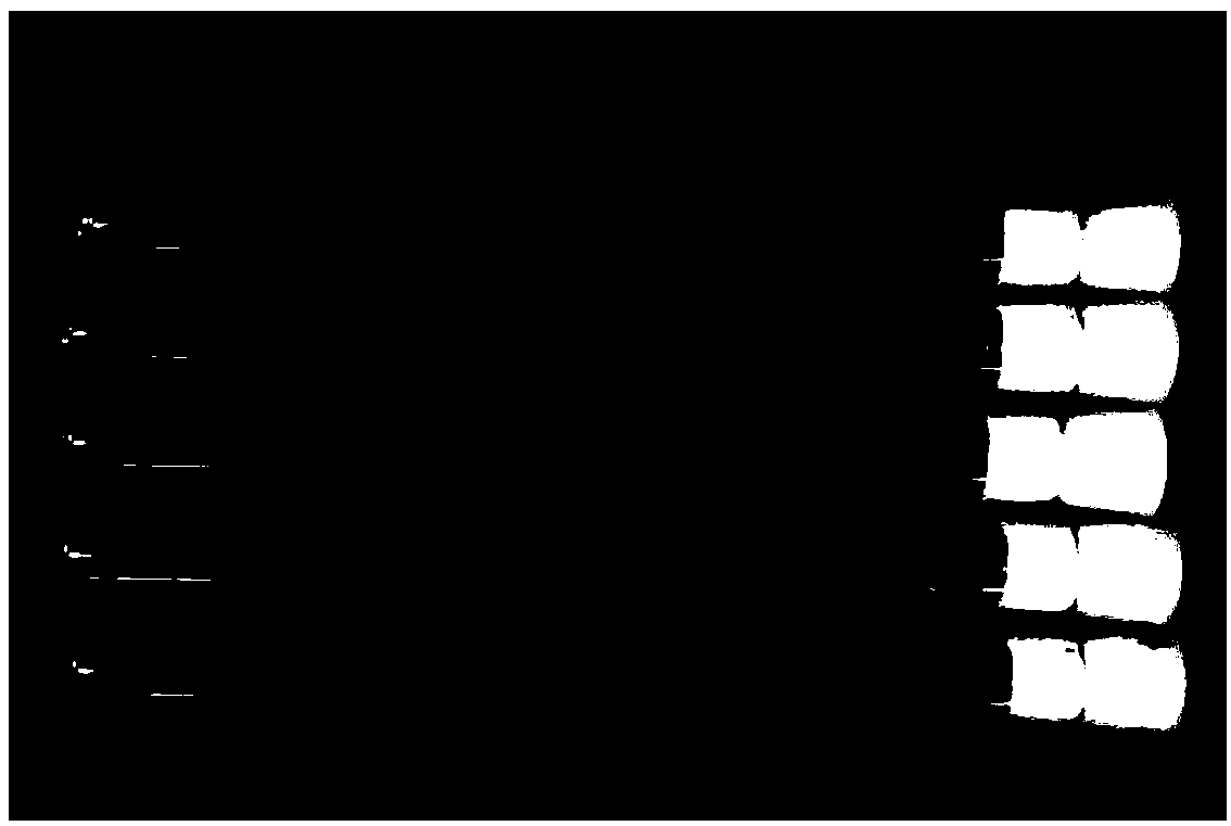 Lepista nuda strain and sporocarp cultivation method thereof