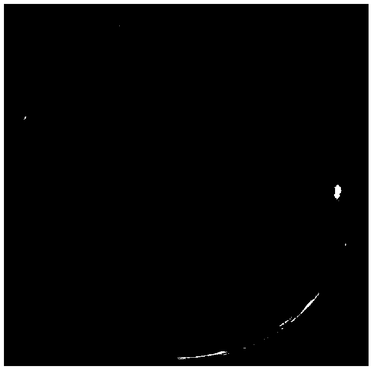 Lepista nuda strain and sporocarp cultivation method thereof